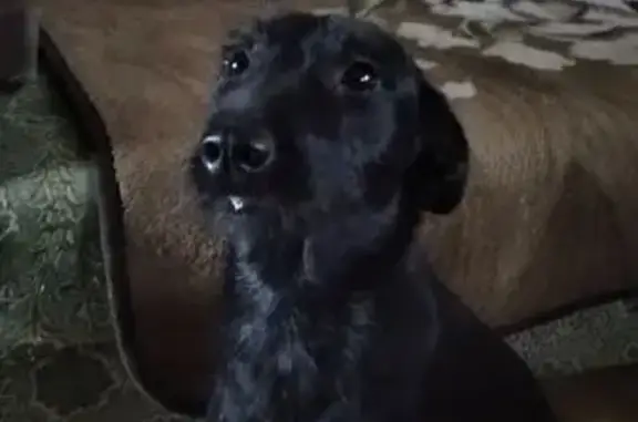 Пропала собака в Альшани, Орловская обл.