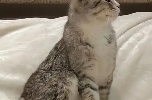 Найдена кошка, Сургут, фото: Кот найден в подъезде на Кайдалова, 28