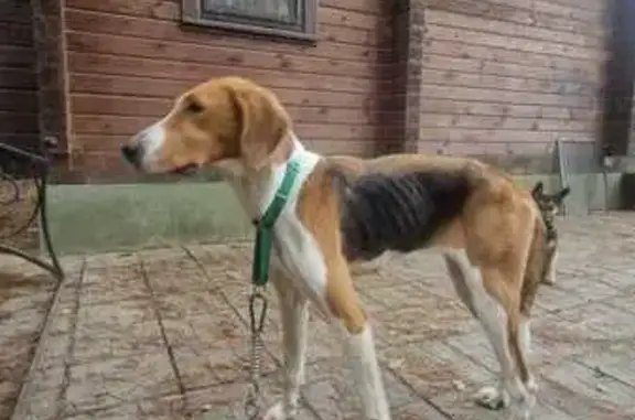 Найдена собака, , фото: Собака найдена в лесу, Асташково, МО