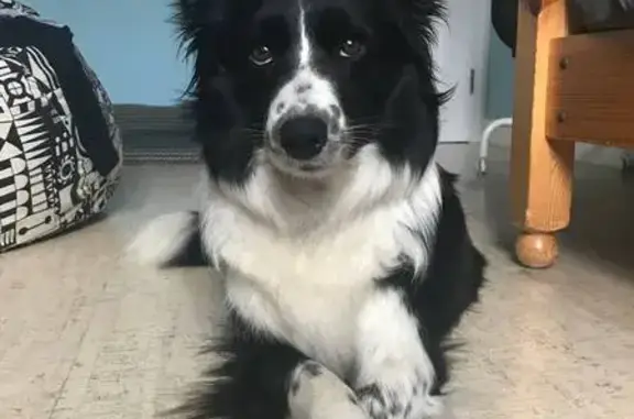 Собаки потеряшки, , фото: Потеряшка собака Сима, Флотская ул., Щербинка