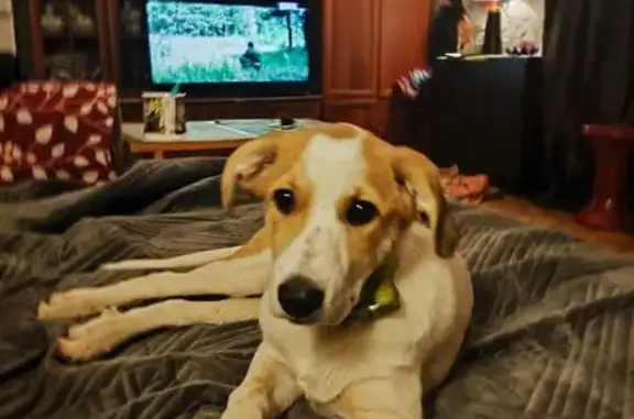 Найдена собака, Санкт-Петербург, фото: Найдена собака, Пушкин, СПб