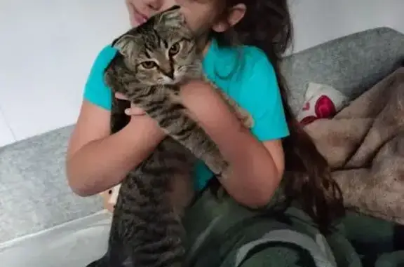 Пропала кошка, Шенкурский проезд, 4