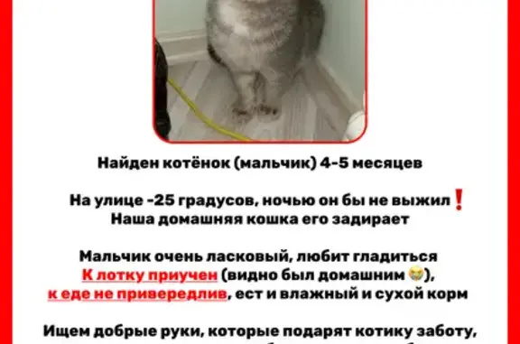 Найдена кошка, Якутск, фото: Кошка найдена: пр. Николаева 11/4Б, Якутск