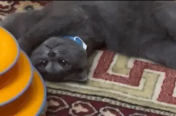 Пропала кошка, ул. Керимова, 17А, Махачкала