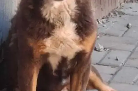 Пропала собака, 7-й Артиллерийский пер.