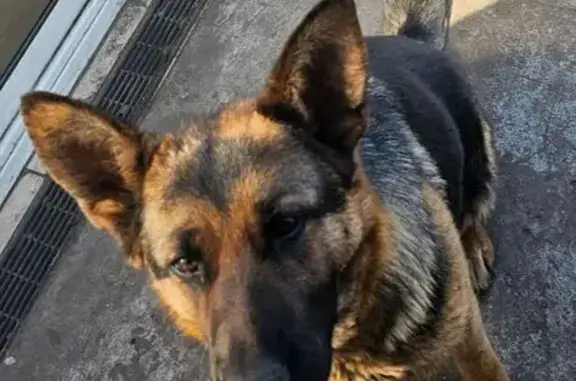 Пропала овчарка на Гайдара, Липецк