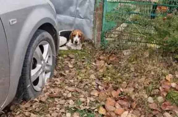 Найдена собака, Краснодарский край, фото: Собака найдена: Калужская, Краснодарский край