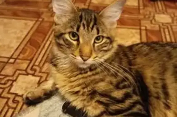 Пропал кот, Тула, ул. Кооперат...