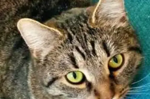 Кошки потеряшки, Тульская область, фото: Потеряшка кошка в Домнино, 70К-154