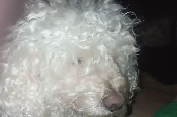 Пропал пудель, ул. Пушкина, 29, Томск