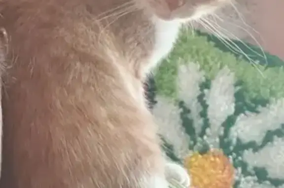 Кошки потеряшки, Клинцы, фото: Потеряшка кошка, Лесная ул., 110, Клинцы