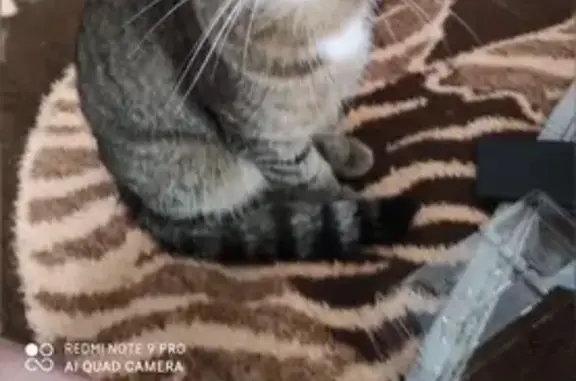 Пропала кошка, Типографская 148, Серов