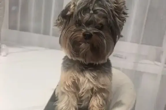 Собаки потеряшки, , фото: Потеряшка собака, Марковское поселение