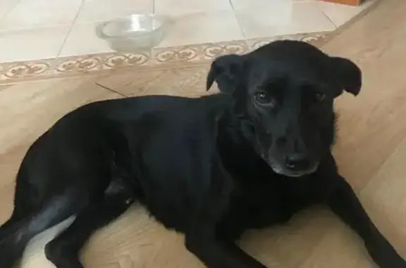 Собаки потеряшки, Ростов-на-Дону, фото: Потеряшка собака, Будённовский пр., Ростов