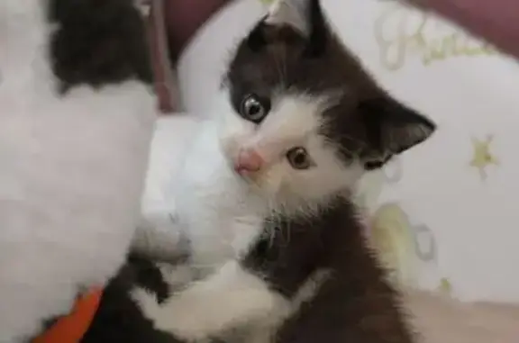 Найдена кошка, , фото: Кошка найдена: Ватутина, 2, Пенза