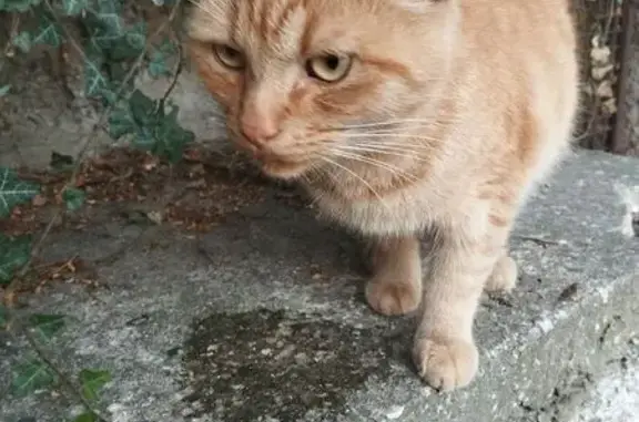 Найдена кошка, Севастополь, фото: Кошка найдена: Адмирала Юмашева, 13Б
