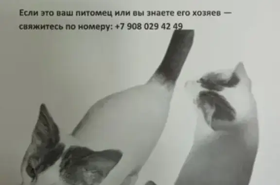 Найдена кошка, Ярославская область, фото: Найдена кошка, Ярославль