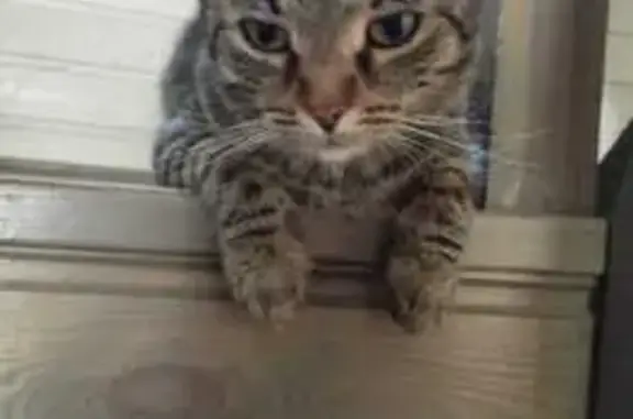 Кошки потеряшки, Тульская область, фото: Потеряшка кошка в Домнино, Тульская обл.