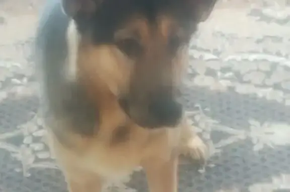 Пропала собака на ул. Щорса, 7, Ревда