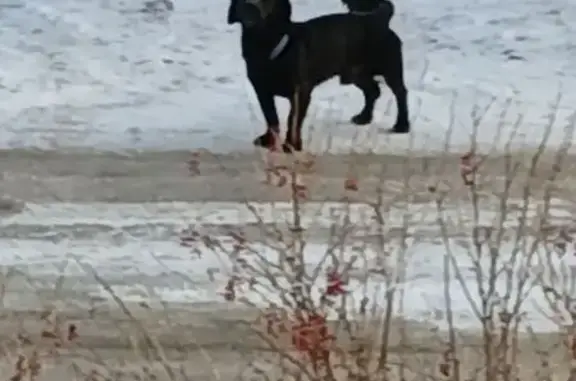 Найдена собака, Маркова (иркутский), фото: Найдена собака, Шелеховский водовод 18/1