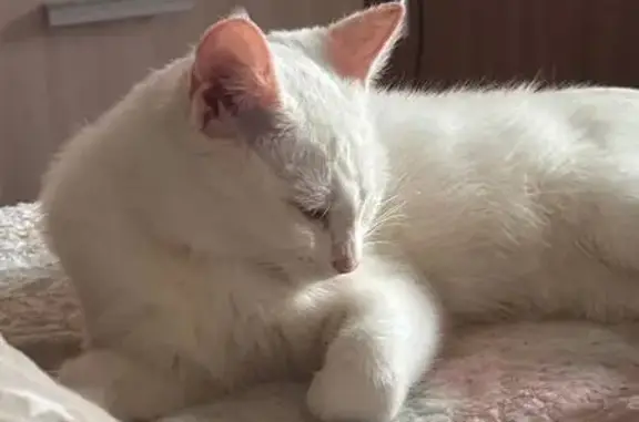 Пропала белая кошка, ул. Металлургов, Саяногорск