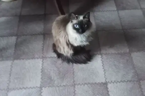 Кошки потеряшки, , фото: Потеряшка сиамская кошка, Водозаборная ул.