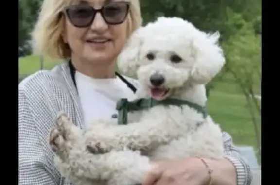 Пропала собака на ул. Фузули, Баку