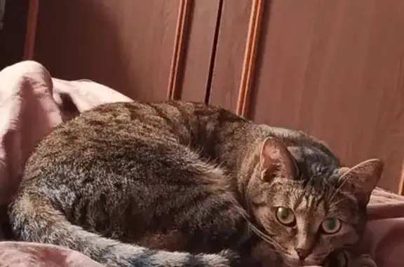 Пропала кошка, ул. Ленина, 11, Дубна