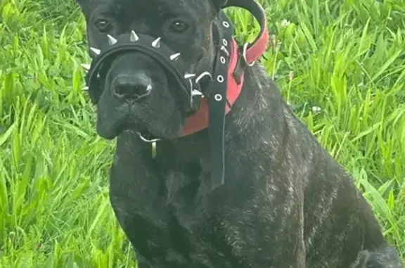 Собаки потеряшки, , фото: Потеряшка собака в Улитино, МО