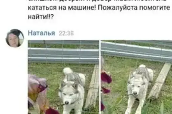 Собаки потеряшки, , фото: Потеряшка собака, Советская ул., Краснопартизанское