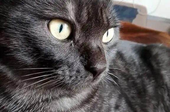 Пропал кот, 2-й Линии, 7, Краснодар