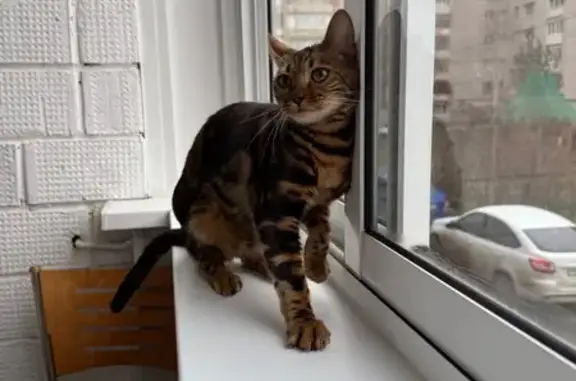 Найдена кошка, , фото: Найдена кошка, ул. 30 лет Победы, 10