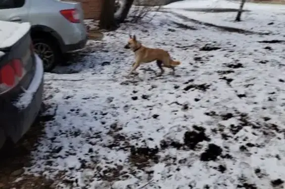 Найдена собака, Челябинск, фото: Собака найдена на Курчатова, 8А, Челябинск