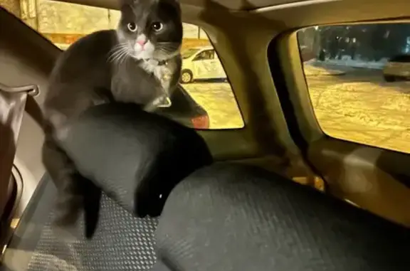 Найдена кошка, Хабаровск, фото: Кошка найдена: ул. Суворова 67, Хабаровск