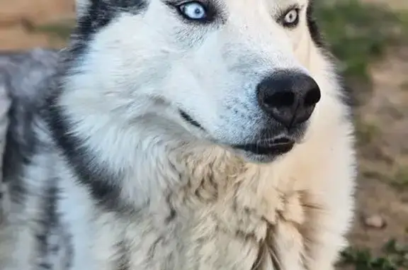 Собаки потеряшки, Клинцы, фото: Потеряшка собака, Солнечная ул., Клинцы