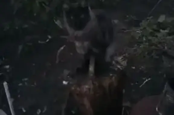 Пропала кошка, Усманская ул. 47, Пады