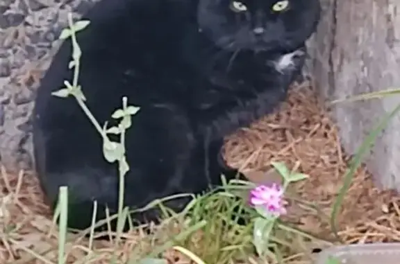 Найденные животные Петрозаводск, фото: Кошка найдена на Репникова 9А, Петрозаводск