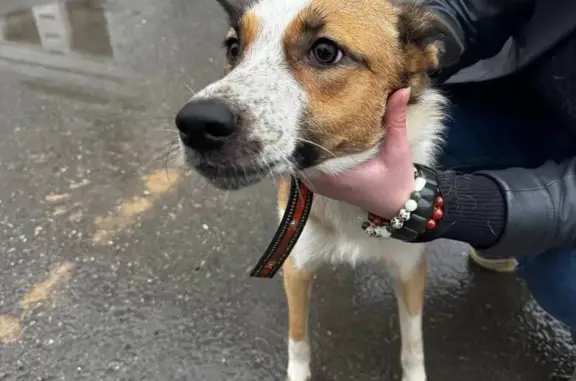 Собака найдена: ул. 25 Октября, 106, Пермь