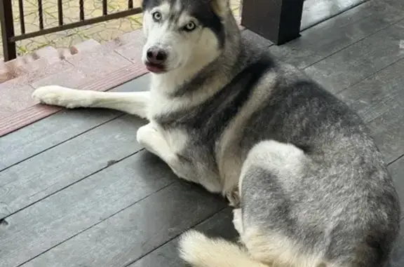 Найдена собака, Ивашково, фото: Хаски найдена у дороги, 20, Ивашково