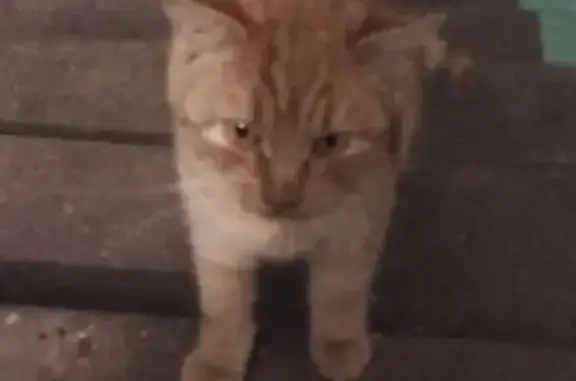 Найдена кошка, Московская область, фото: Кошка найдена в Радумле, МО