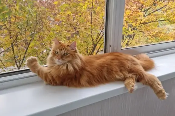 Пропала рыжая кошка, Кубяка 5А, Хабаровск