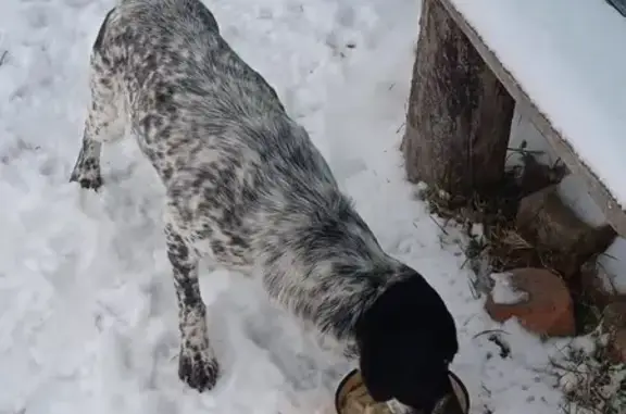 Найдена собака, , фото: Щенок найден на ул. Пушкина, Максимово