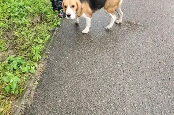 Найдена собака, Псков, фото: Собака найдена, ул. Сов. Армии, Псков