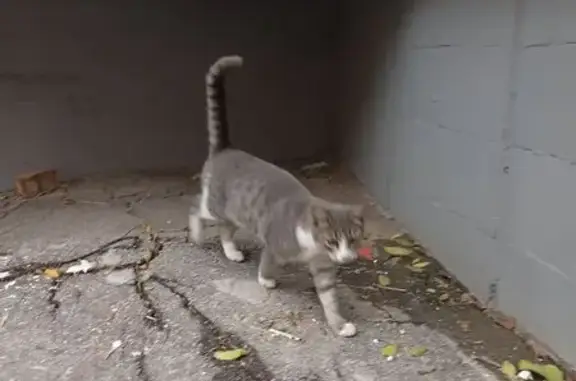 Найдена кошка, Самара, фото: Кошка найдена, ул. Дыбенко 118, Самара