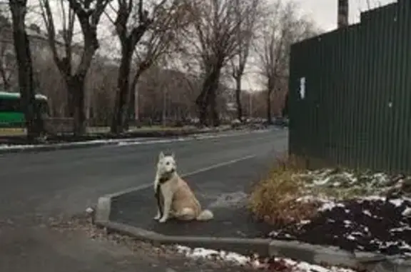 Найдена собака, Челябинск, фото: Собака найдена: Челябинск, Металлургов 30