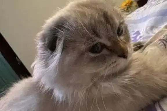 Пропала кошка, ул. Орджоникидзе, Пятигорск