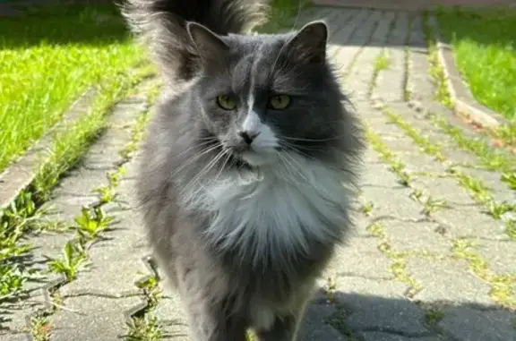 Кошки потеряшки, Снегири, фото: Потеряшка кошка на ул. Достоевского, 3