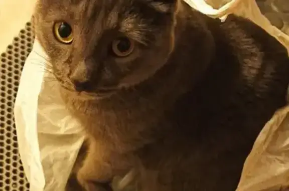 Кошки потеряшки, Тольятти, фото: Потеряшка котик, ул. Мира, 101, Тольятти