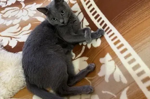 Пропала кошка, 3-я Арзамасская, 29