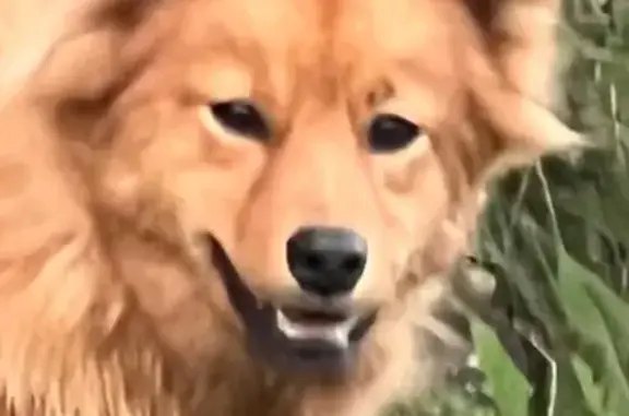 Пропала лайка, ул. Набережная реки Мги, Павлово